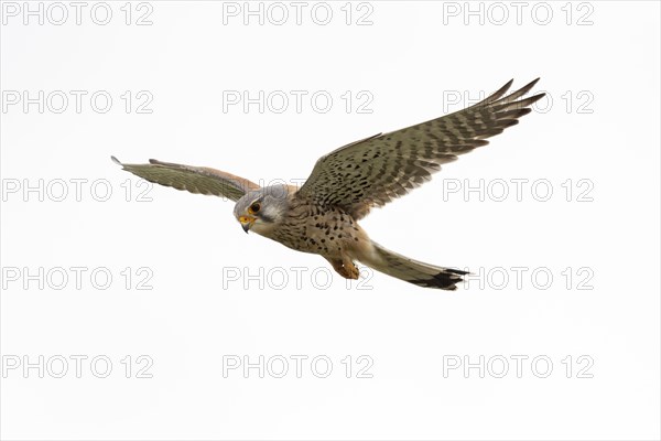 Common kestrel