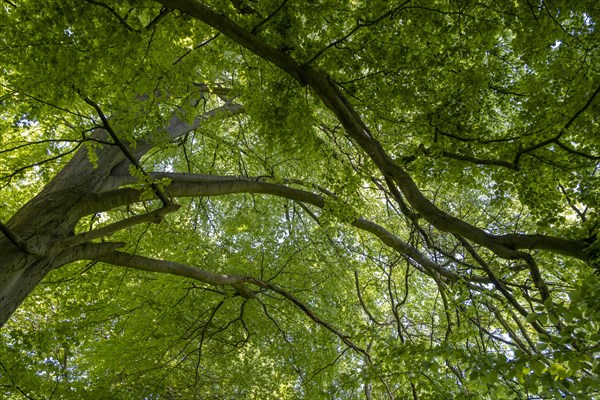 Beech forest