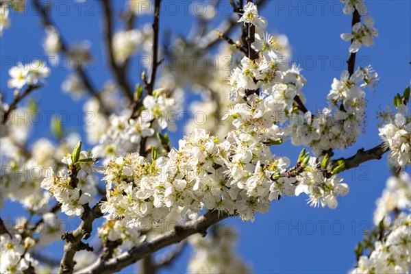 Blossoms of a sour cherry