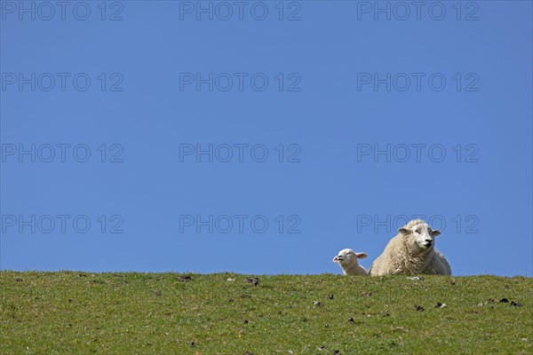 Ewe and lamb on dyke