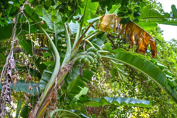 Banana tree