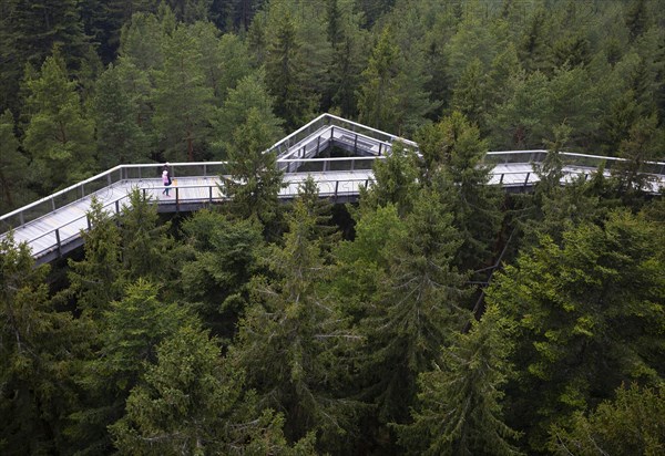 Tree top walk