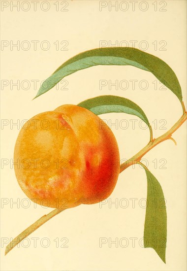 Pfirsich der Sorte Grawfords Late Peach