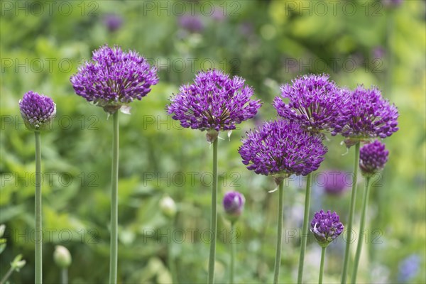 Ornamental garlic