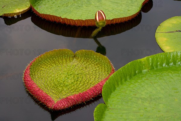 Amazon lily floating on river water