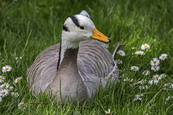 Bar-headed goose