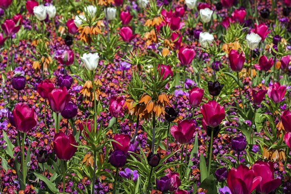 Field with flowering tulips