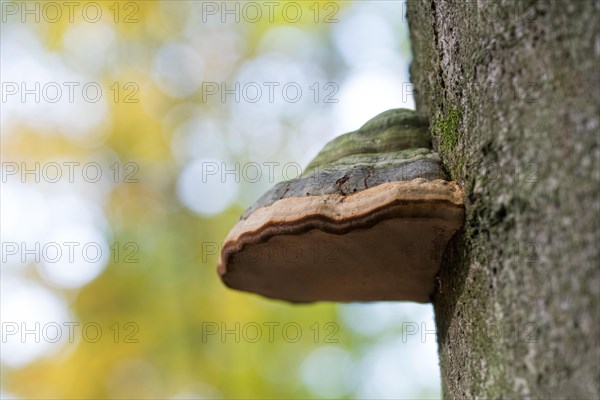 Tinder fungus