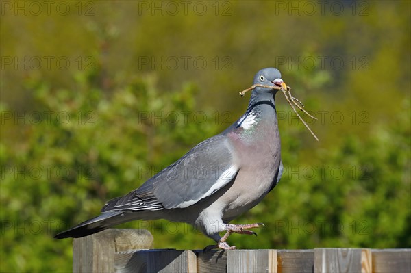 Common wood pigeon