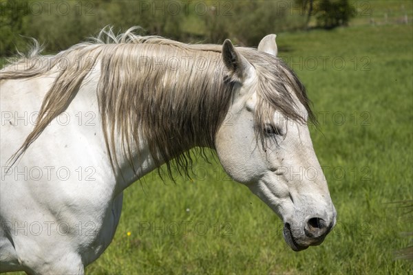 Horse in a meadow in the Reitlingstal