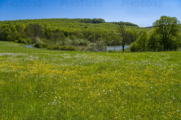 Meadow