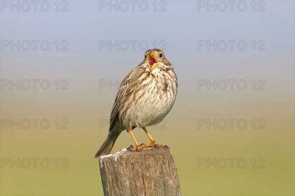 Corn bunting