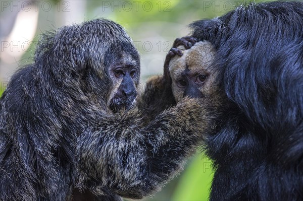 White-faced saki