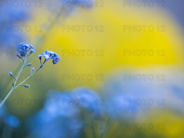 Wood forget-me-not