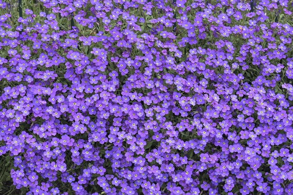 Flowering aubrietas