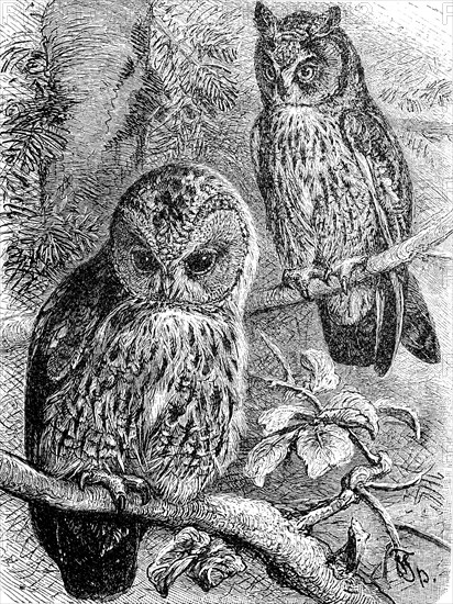 Tawny owl