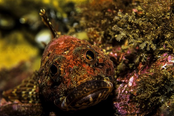 Red sea raven