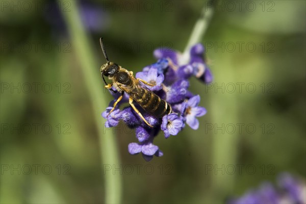 Sweat bee