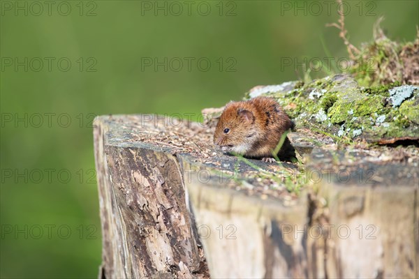 Bank vole