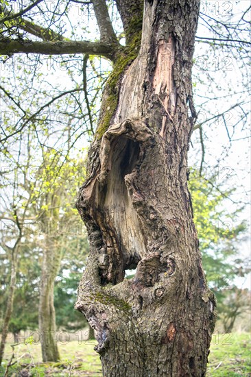 Orchard meadow as nature conservation area