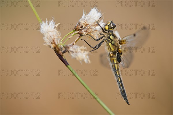 Four-spotted chaser