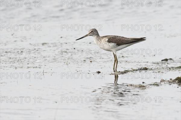 Common greenshank