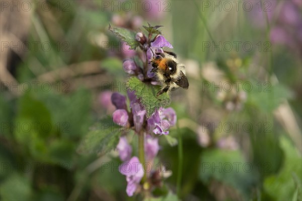 Shrill carder bee