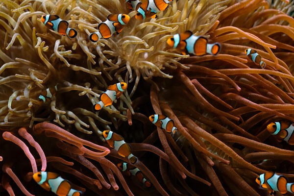 Clown Anemonefish