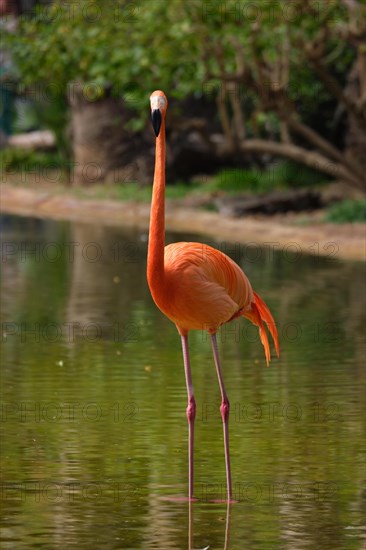 American flamingo