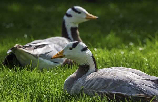 Bar-headed goose