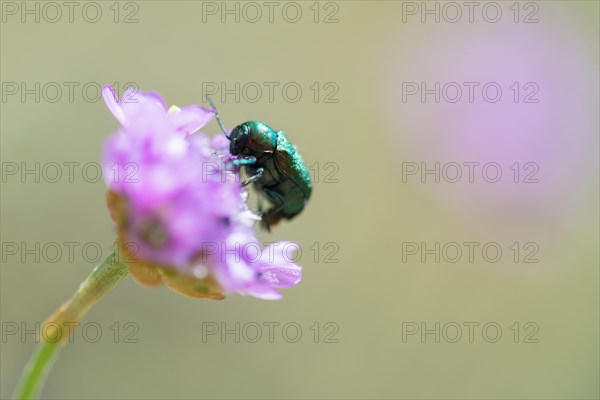 Green-blue casebearer