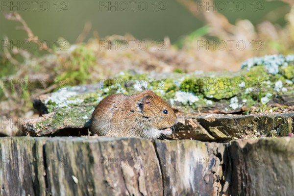 Bank vole