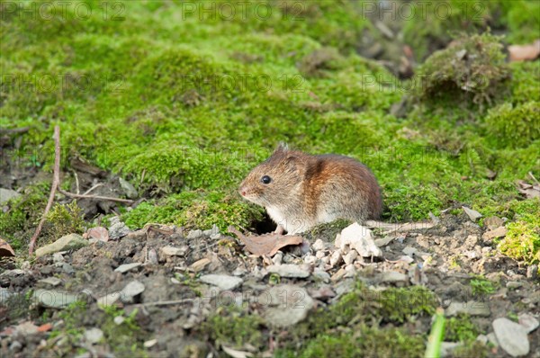 Bank vole