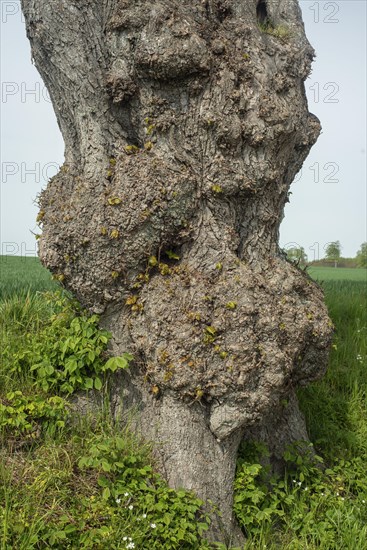 Old gnarled elm tree in Charlottenlund avenue