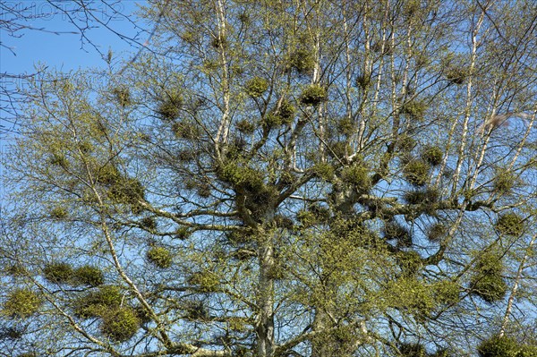 Tree overgrown with mistletoes