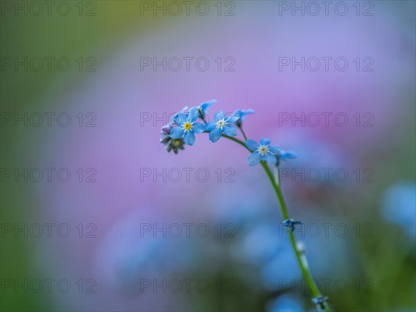 Wood forget-me-not