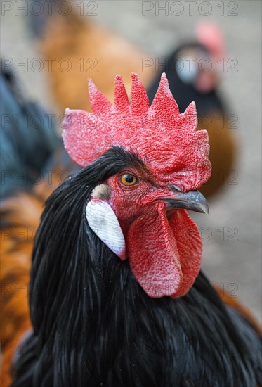 Domestic chicken