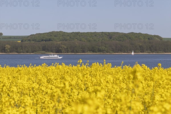 Rape field