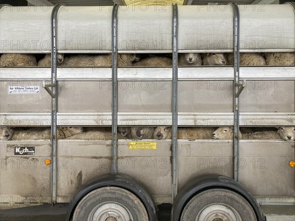 Sheep in a transport trailer