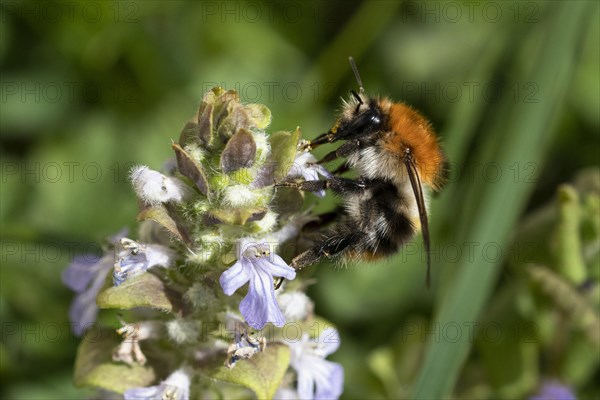 Common carder-bee