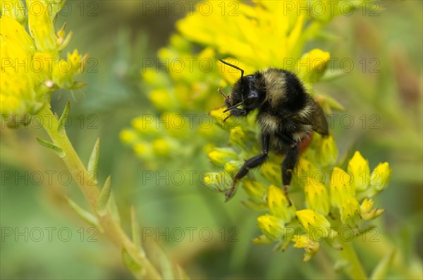 Red-tailed bumblebee