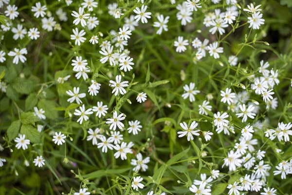 Greater stitchwort