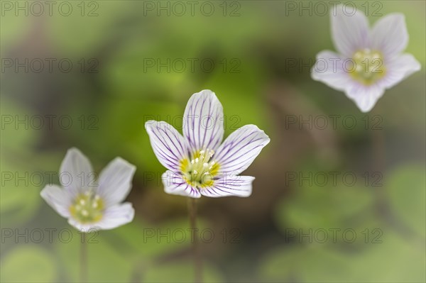 Common wood sorrel