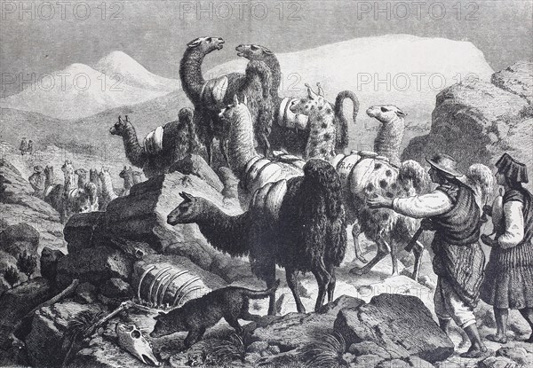 Transport of copper ore by llamas in the Cordilleras