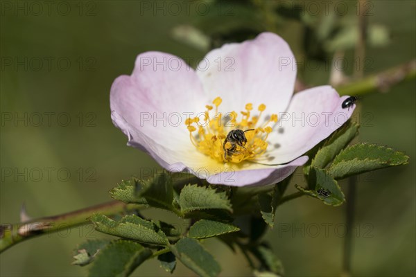 Sweat bee