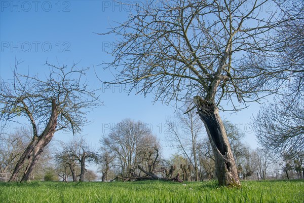 Orchard meadow as nature conservation area