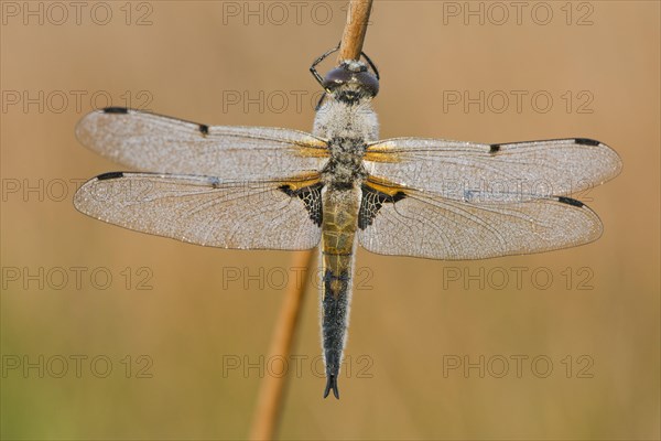 Four-spotted chaser