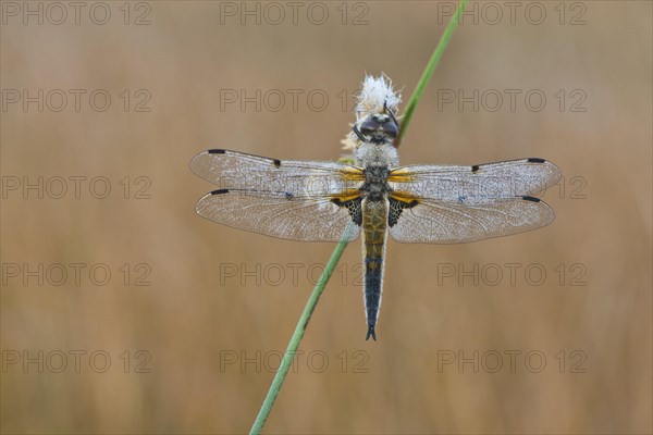 Four-spotted chaser