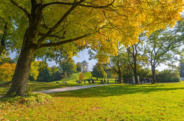 Autumn trees with yellow foliage