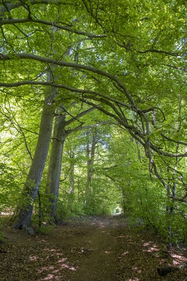 Beech forest